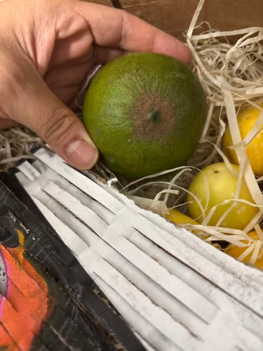 Ein Kunde hält eine runde, grüne Lucuma naturbelassen Frucht in der Hand über einer gepolsterten Kiste.