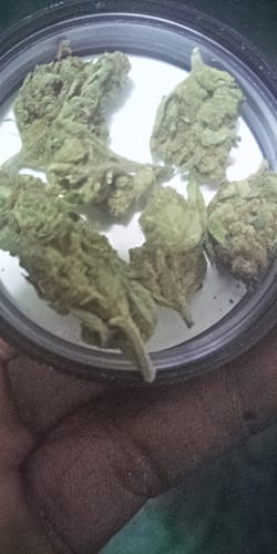 Customer photo review of Space Cake Greenhouse THCA