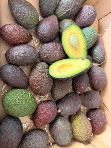Kundenfoto: Kiste voller kleiner, reifer Bio-Hass-Avocados. Eine ist halbiert, um das hellgrüne Fruchtfleisch zu zeigen.