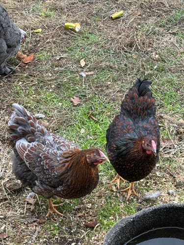 Customer's two healthy chickens, one with blue-laced red feathers and one black and brown, foraging in a yard.
