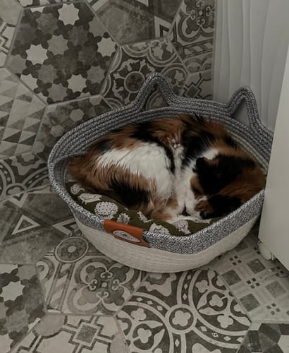 Customer photo review of Instinct Basket | Meet the first research-backed natural territory for indoor cats