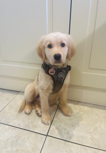 Reviewer's cute puppy sitting on a tiled floor, wearing the Heritage Plaid tweed dog harness.