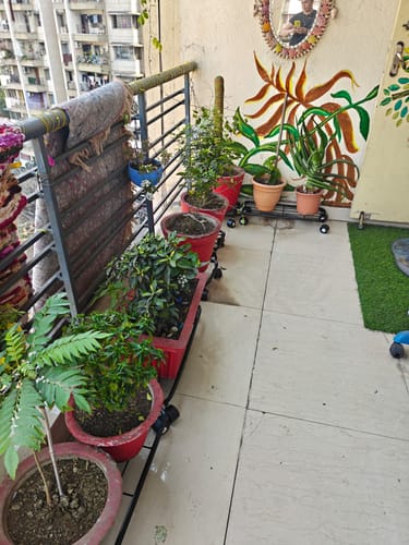Customer photo review of TryGreen Ivy Wheel Rolling Plant Stand for Planters