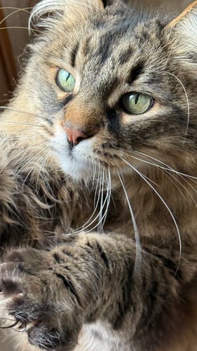 Gros plan sur le chat tigré à poil long d'un client, qui a l'air en bonne santé grâce à ses croquettes.