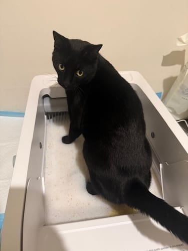 Customer photo review of 3 Month Supply - 2 Cats