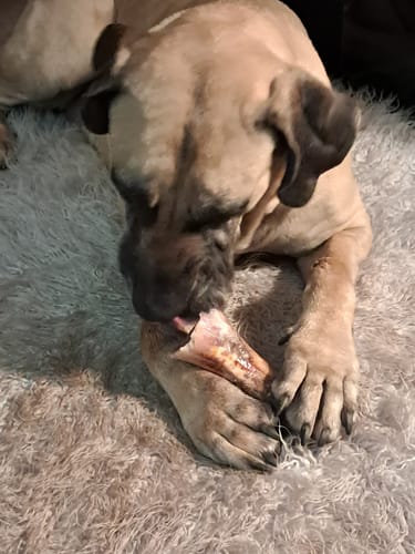 Customer's large dog lying on a fluffy rug, holding a Smoked Beef Marrow Bone between its paws and chewing on it.