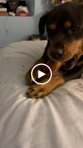 Customer video review of Large Dog Valentine's Day Love Bundle (Your 12oz Jerky+2 Large Bones+12" Hick. Bully)