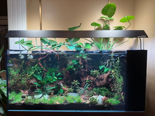 Customer photo review of Fiji Cube 38 Gallon Peninsula Rimless AIO Glass Nano Tank - PRO Series