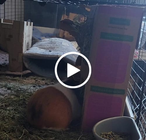Customer video review of GuineaDad Orchard Hay Box for Guinea Pigs