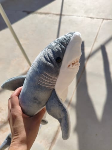 Customer photo review of Realistic Great White Shark Plush Toy – Soft and Captivating Ocean Companion