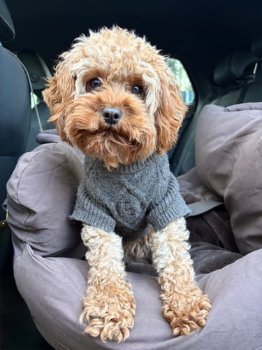 Customer photo review of Chocolate | The Puffer Car Seat