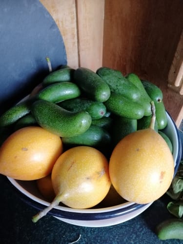 Kunde zeigt eine Schale mit vielen grünen Avocado Cocktails und einigen gelben Früchten.