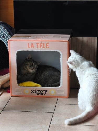 Avis du client : un chat tigré dans la boîte en carton Ziggy, regardé par un chat blanc.