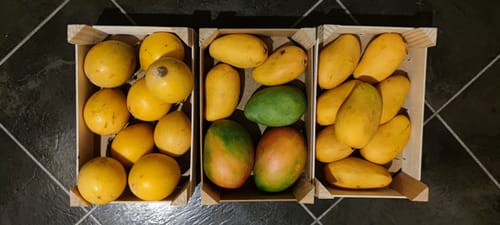 Kundenfoto einer gemischten Bestellung mit einer Kiste voller gelber Süßer Granadillas und zwei Kisten Mangos.