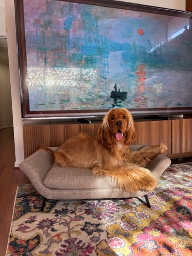 Customer's English cocker spaniel lounging on the coffee-colored Raised Dog Lounge Bed in their home.