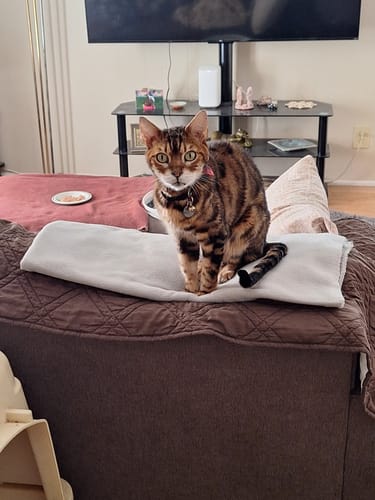 Customer photo review of 1x Blisso Advanced Cat Probiotic