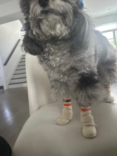 Customer photo review of WagWellies® by wagwear