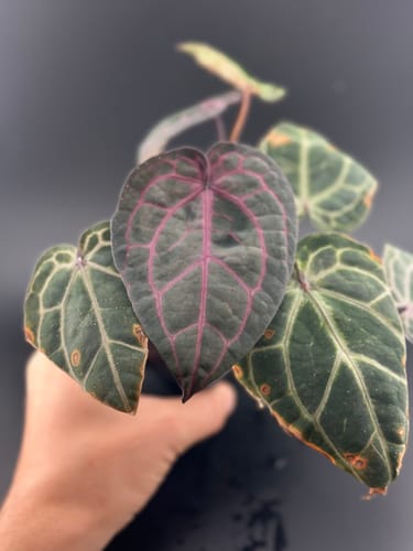 Customer photo review of Dune™ Stabilized Monosilicic acid