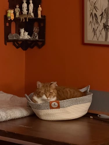 Customer photo review of Instinct Basket | Meet the first research-backed natural territory for indoor cats