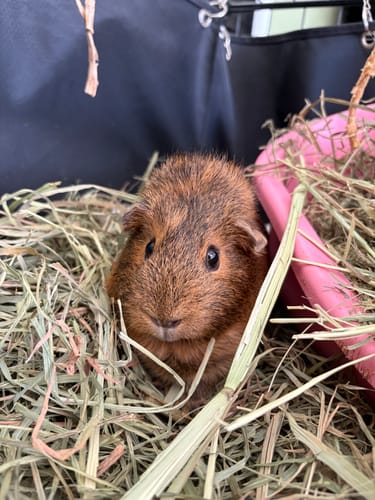A customer's cute brown guinea pig nestled in a pile of fresh Timothy Hay.