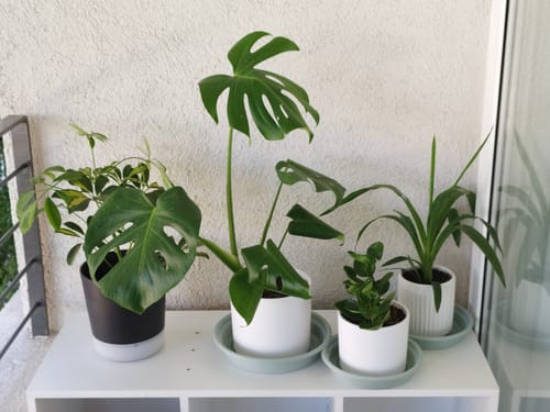 Customer photo review of Monstera Deliciosa S