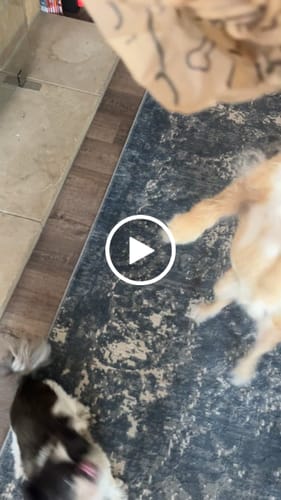 Customer video review of Smoked Beef Marrow Bone