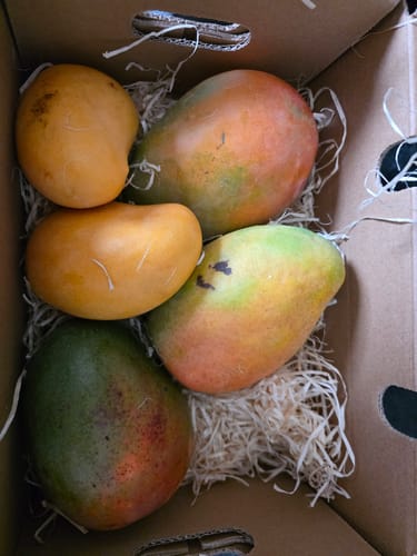 Kunde zeigt die fünf verschiedenfarbigen Mangos aus der Mango-Träume Mix-Box im geöffneten Karton.