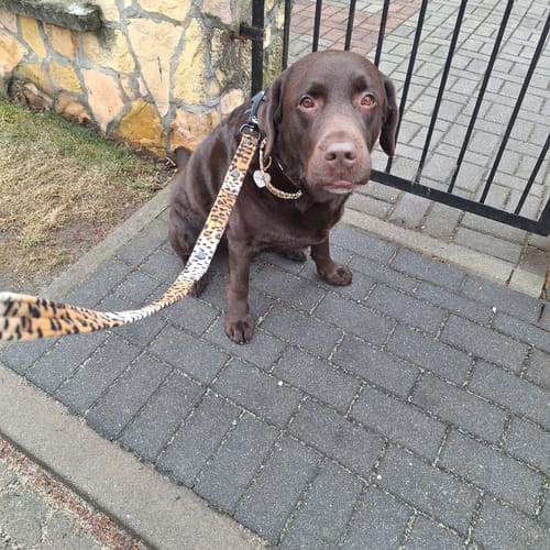 Customer photo review of Smycz nylonowa Walk Leash Leopard