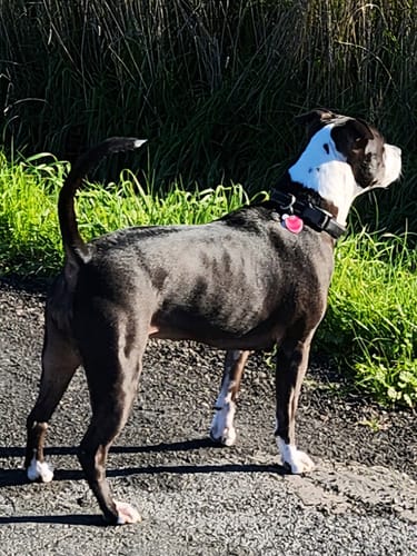 Customer photo review of Iron Paws Premium Dog Supplement