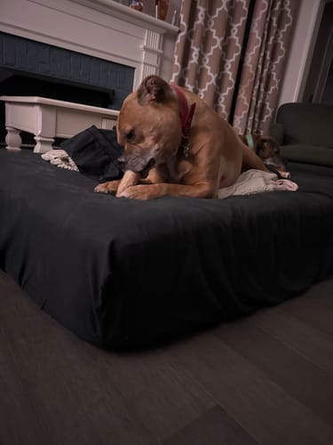 A customer's large tan dog lying on a dark bed, chewing on a Smoked Beef Marrow Bone.