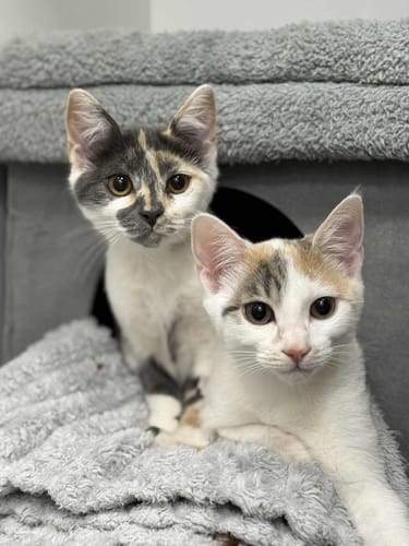 Customer photo review of 3 Month Supply - 2 Cats