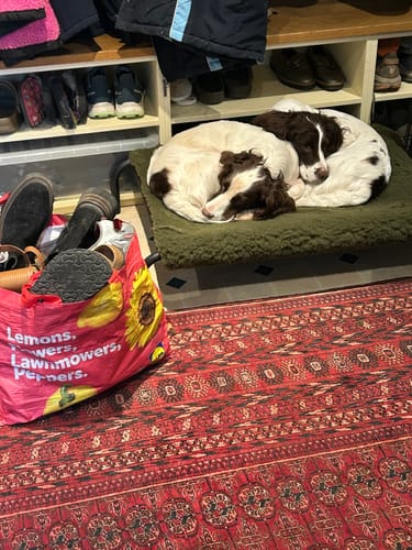 Customer photo review of HiK9 Bed with Chocolate Mesh Cover