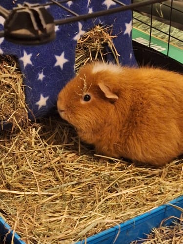 Customer's ginger guinea pig sitting in a bed of Timothy Hay 'Blend' with a piece of hay on its head like a hat.