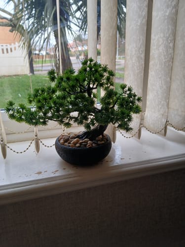 Customer's assembled Forever Flowerz Pine Bonsai Tree Kit sitting on a white windowsill.