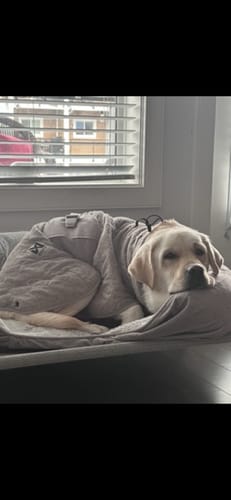 Customer's dog resting comfortably in a bed while wearing the grey Non-Stop Dogwear Drying Coat.