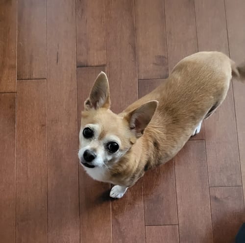 Customer photo review of WellyTails Senior Dog Care ADVANCED (updated Rx formula)