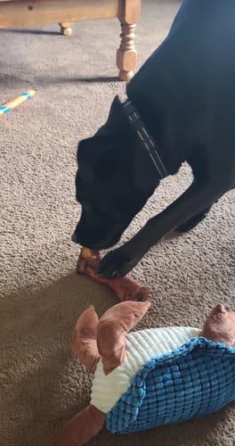 Customer's black dog chewing a Smoked Beef Marrow Bone on a carpet, holding it with a paw.