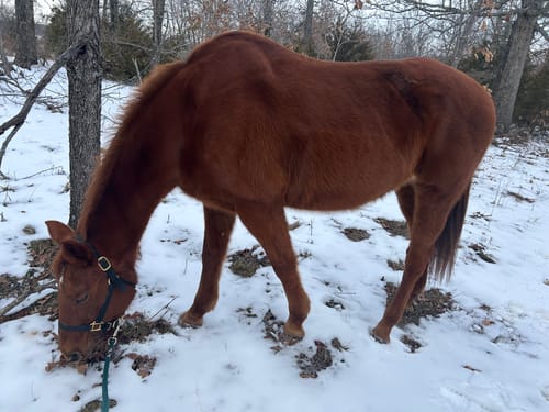 Customer photo review of OptiWize Collagen +Plus Horse Joint Supplement