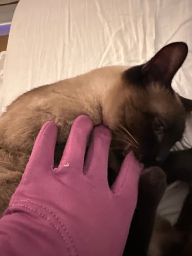 Customer photo review of Toasty Touch® Ultra Thin Heated Gloves