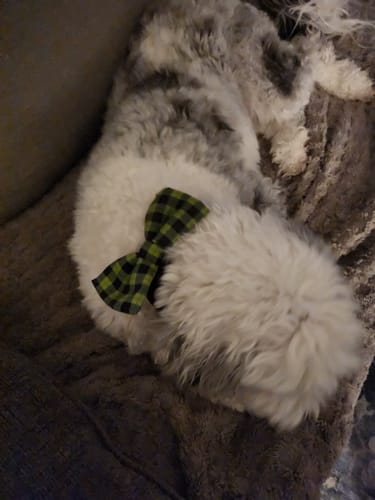 Customer photo review of Sheep Dog Bow Tie or Cat Bow Tie- Easter Lambs