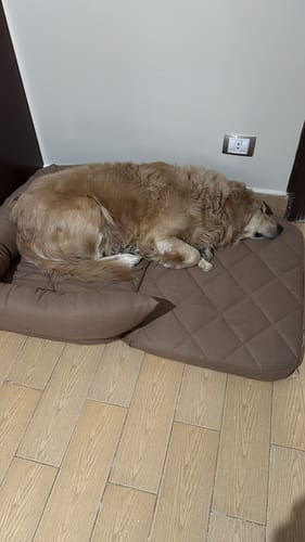 Customer photo review of Rango- Foldable Pet Sofa Bed