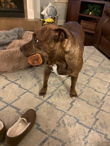 Customer's brindle pit bull standing in a living room and holding a Smoked Beef Marrow Bone in its mouth.