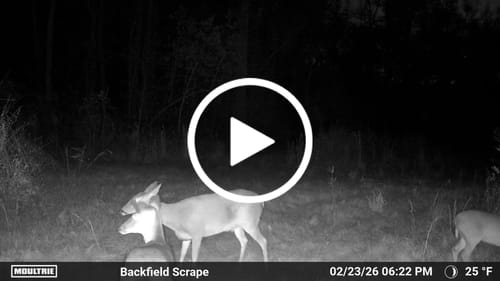 Customer video review of Mast Magnet - Deer Attractant