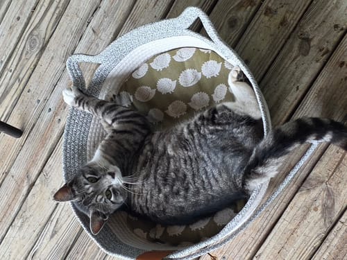 Customer photo review of Instinct Basket | Meet the first research-backed natural territory for indoor cats
