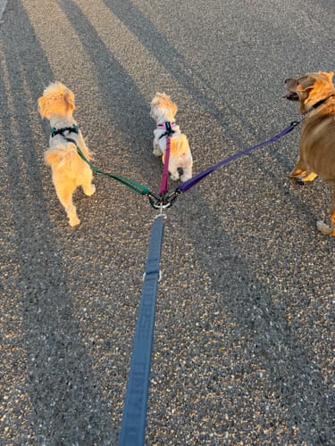 Customer photo review of Leader Lite