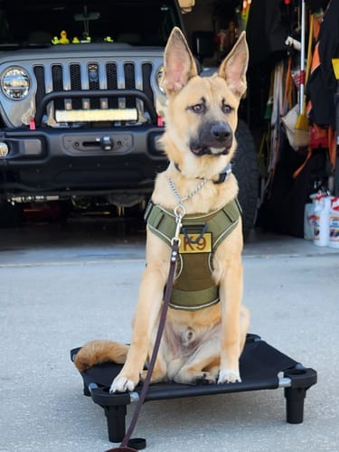 A customer's dog wearing the green Team K9 Tactical Harness with a 'K-9' patch, sitting on a raised dog bed.