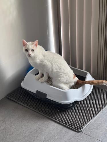 Customer photo review of 3 Month Supply - 2 Cats