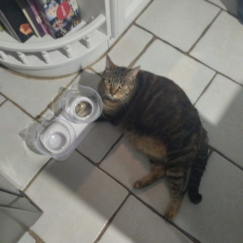 Le grand chat tigré d'un client, allongé à côté de sa gamelle de croquettes Maine Coon.