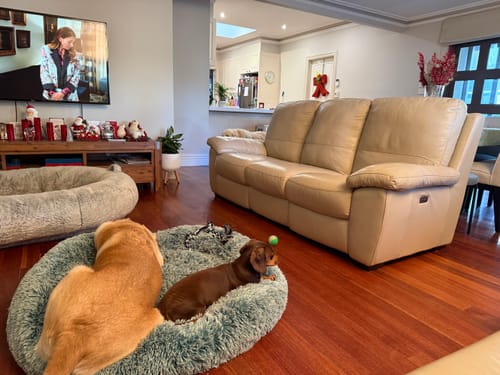 Customer's two dogs sharing a fluffy teal Calming Pet Bed in a living room.