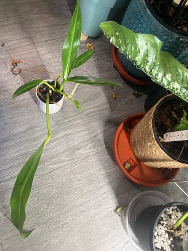 Reviewer's Philodendron crassinervium plant pictured on the floor with its notably long and healthy leaves.
